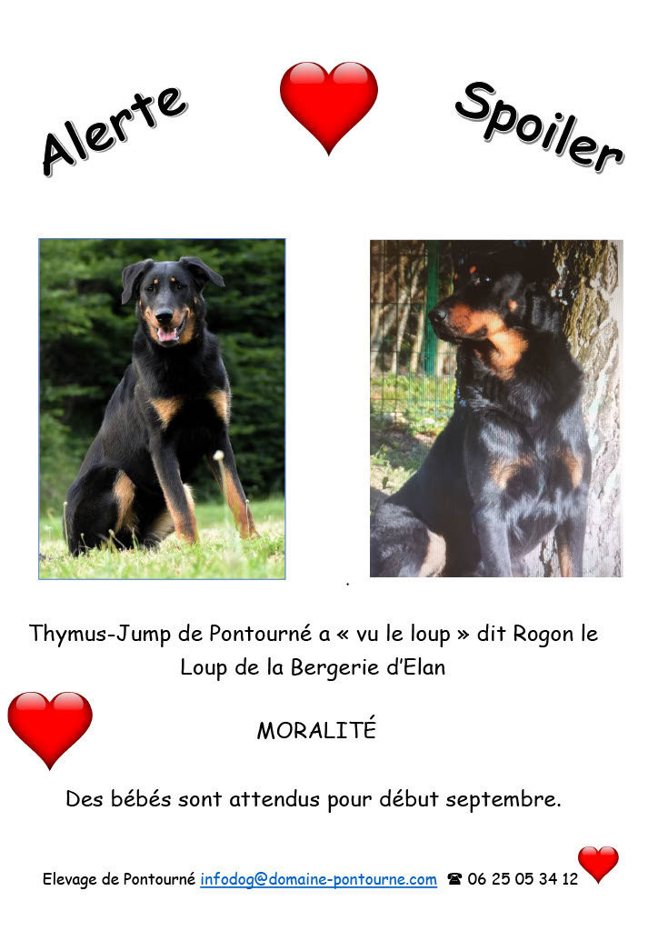 Tout pleins de petits Pontourné bientôt !