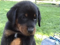CHIOT collier vert