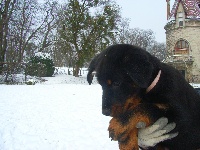 CHIOT Emmy dite Erka...collier rose pâle