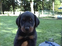 CHIOT collier rouge