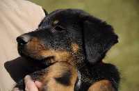 CHIOT  Eros (collier rouge)