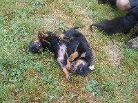 CHIOT