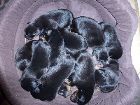 CHIOT