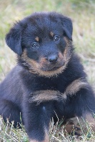 CHIOT