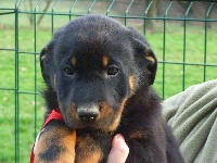 CHIOT Excalibur dit Largo...collier rouge