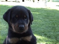 CHIOT collier noir