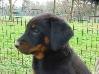 CHIOT Egée...sans collier