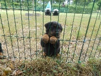 CHIOT