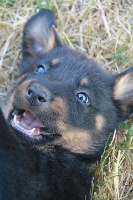 CHIOT