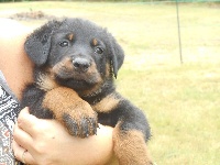 CHIOT